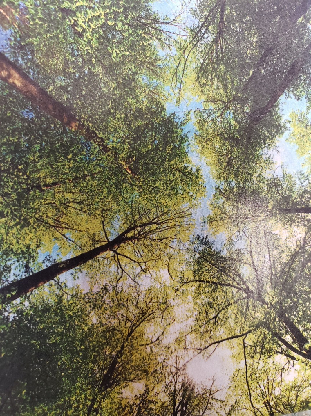 foliage tree leaves